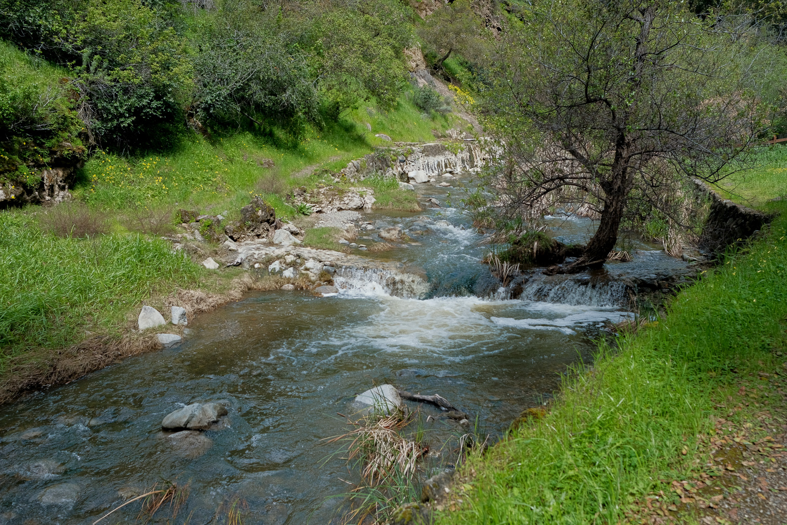  serene stream flowing beside the Mineral Springs Trail at Alum Rock Park, San Jose.